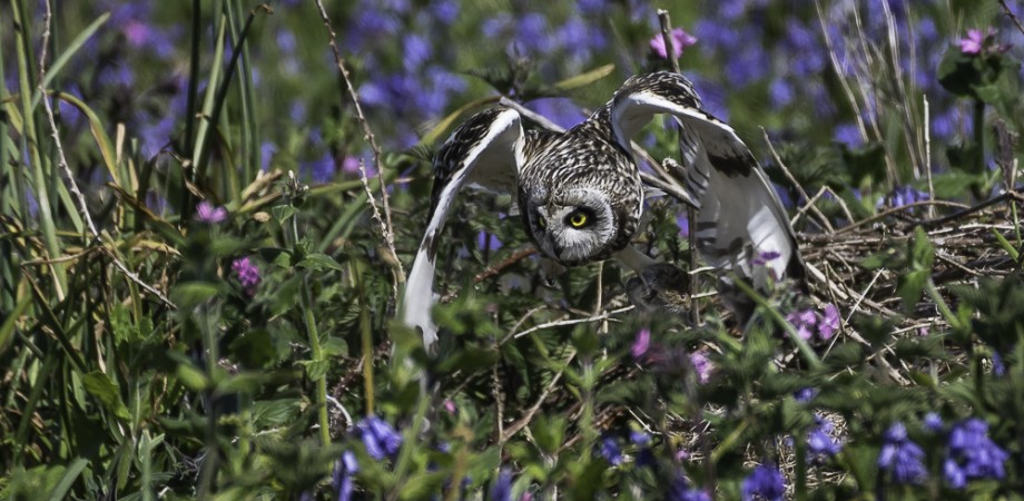 BWPA - Short Eared Owl capturing a Skomer Vole