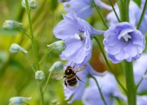 Bumble Bee - Gathering pollen