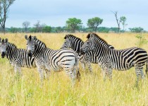 Burchells Zebra - Londolozi - South Africa