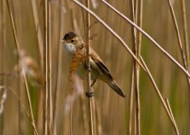 Chew Valley Lake - Reed Warbler