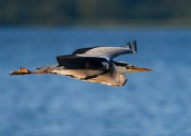 Grey Heron - Chew Valley Lake