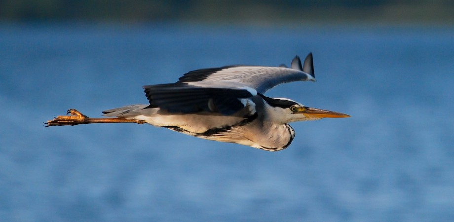 Grey Heron - Chew Valley Lake