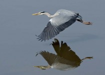 Heron - Slimbridge UK