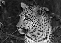 Leopard - Londolozi South Africa