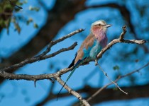 Lilac Breasted Roller