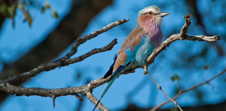 Lilac Breasted Roller