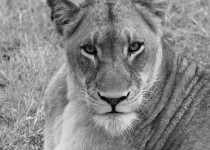 Lioness - Londolozi - South Africa