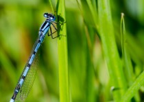 The Common Blue Damselfly_