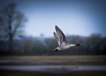 Slimbridge