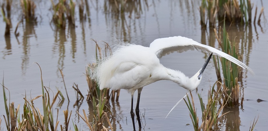 Little Egret