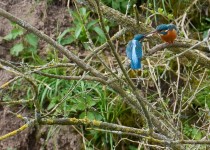 Kingfishers