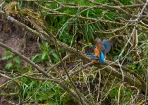 Kingfishers