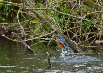 Kingfisher