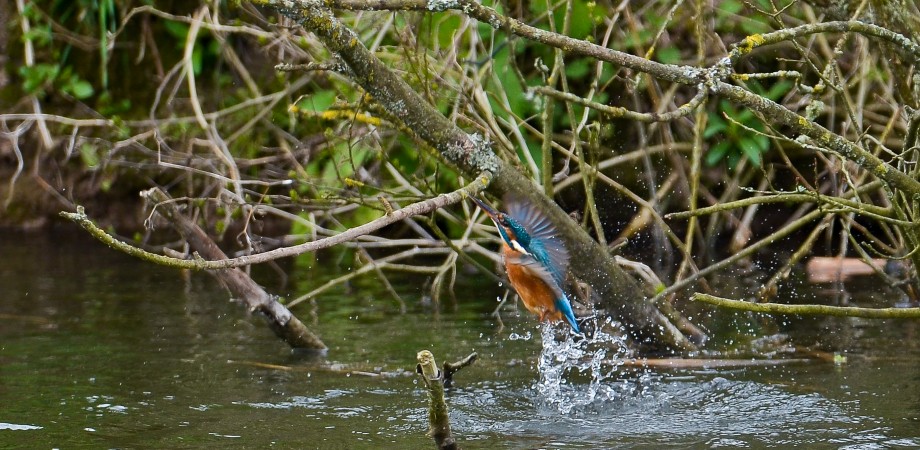 Kingfisher