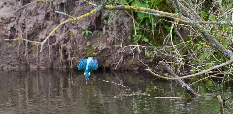 Kingfisher