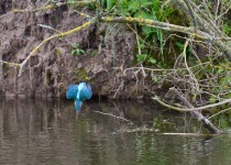 Kingfisher