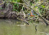 Kingfisher